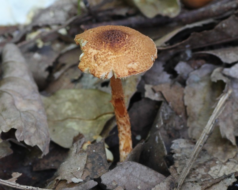 �N���C���J���J�T�^�P