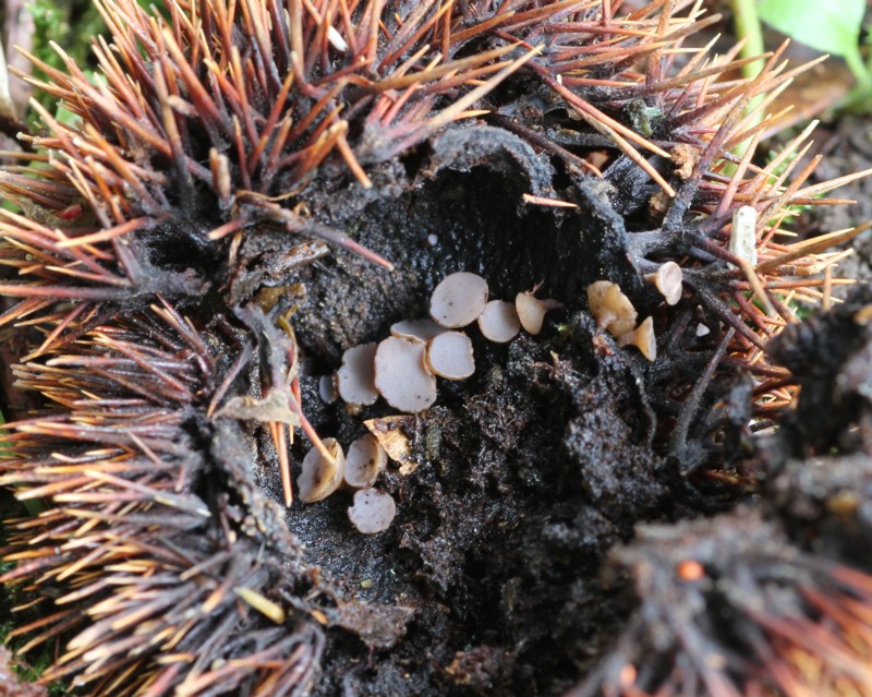 �N���m�C�K�����^�P