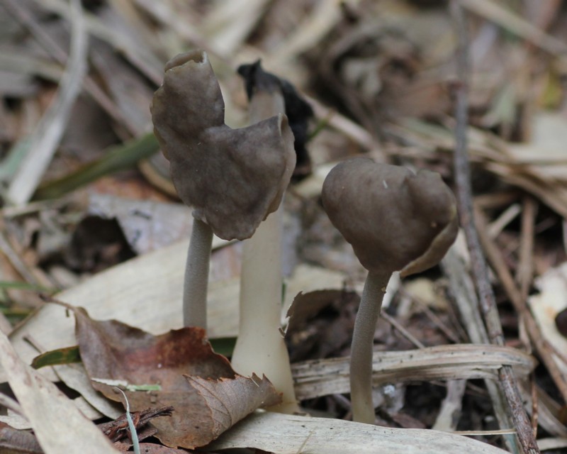 �N���A�V�{�\�m�{�������E