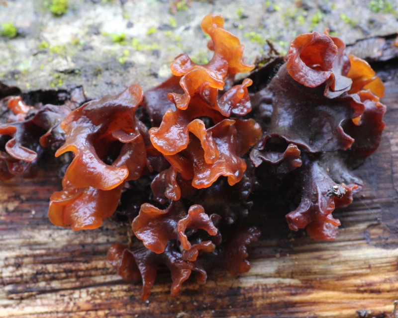 �N���n�i�r���j�J���^�P