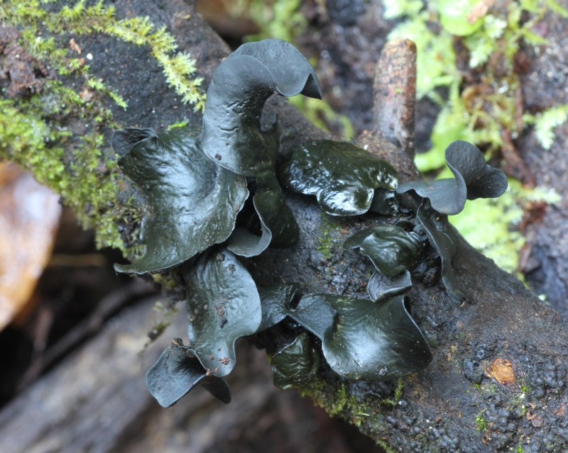 �N���n�i�r���^�P