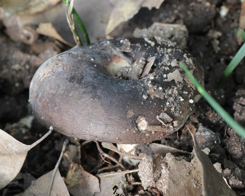 �N���n�c���h�L