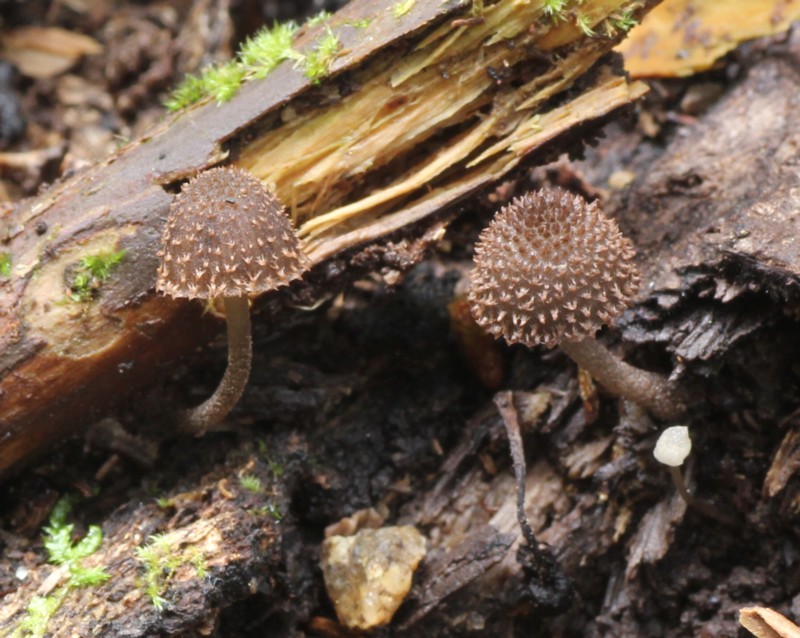 �N���q���I�j�^�P