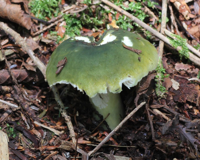 �N�T�C���n�c