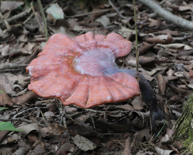 �}���l���^�P