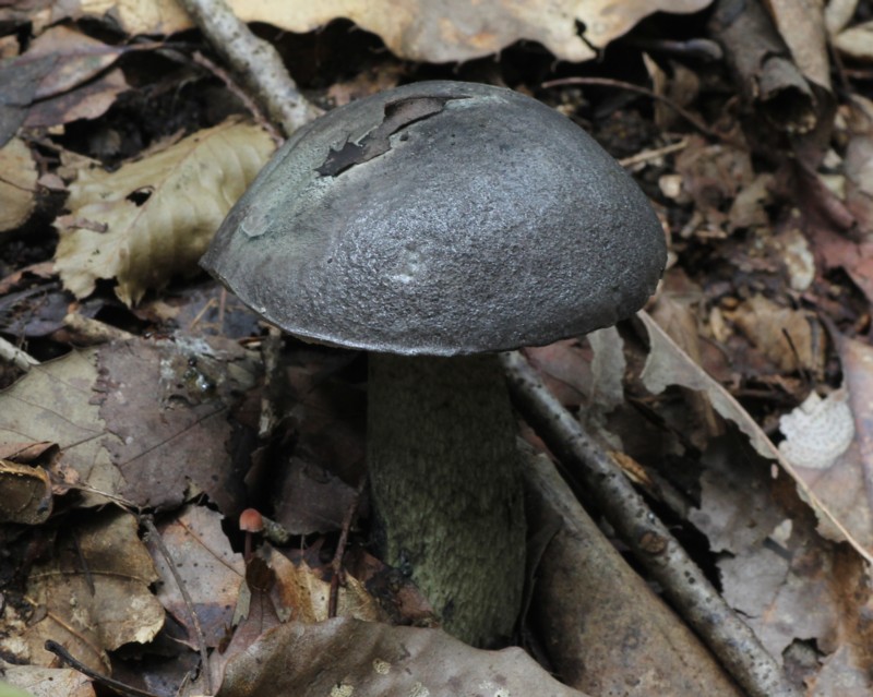 ���G�M�A�~�A�V�C�O�`