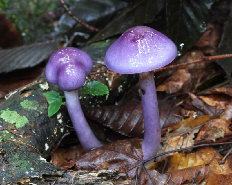 �����T�L�A�u���V���W���h�L