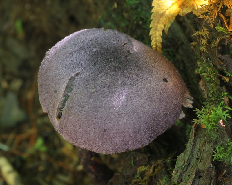 �����T�L�t�E�Z���^�P