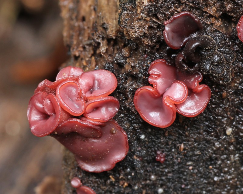 �����T�L�S���^�P