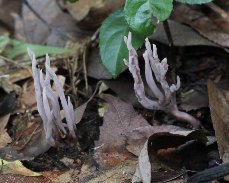 �����T�L�z�E�L�^�P���h�L