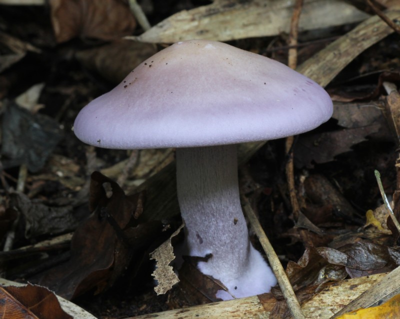 �����T�L�V���W