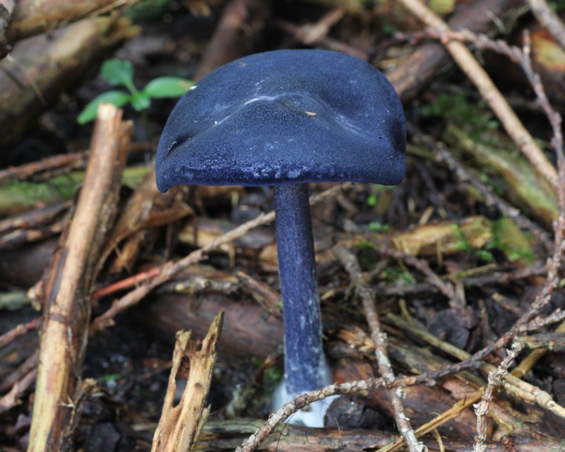 �i�X�R���C�b�|���V���W