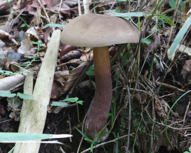 �j�K�C�O�`���h�L