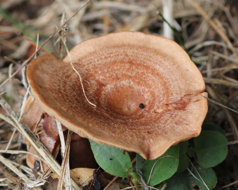 �j�I�C���`�`�^�P