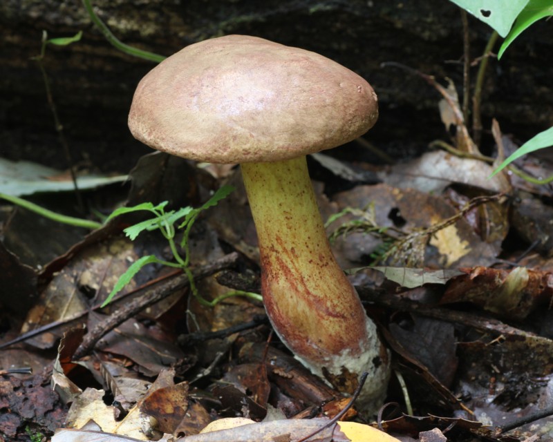 �j�Z�A�V�x�j�C�O�`