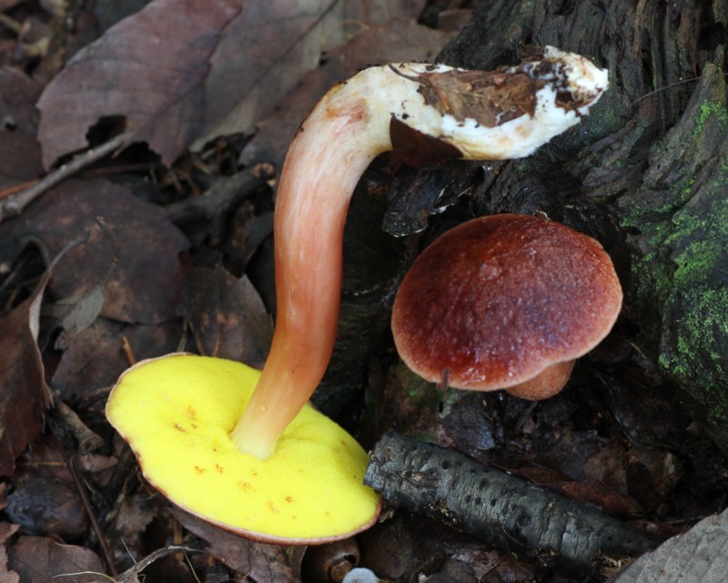 �k�����R�E�W�^�P