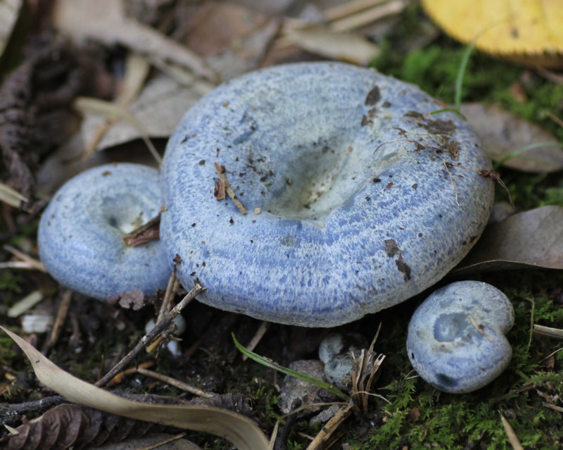 �����n�c�^�P