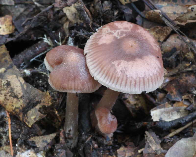 �T�N���^�P