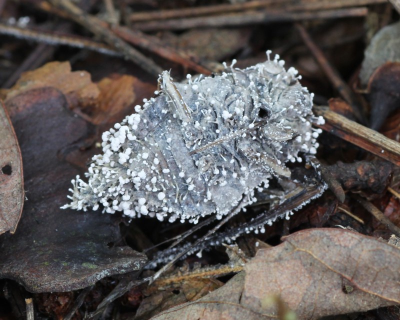 �Z�~�m�n���Z���{��