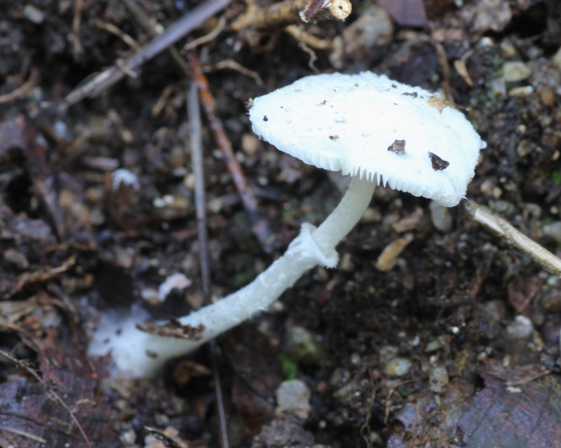 �V���q���J���J�T�^�P