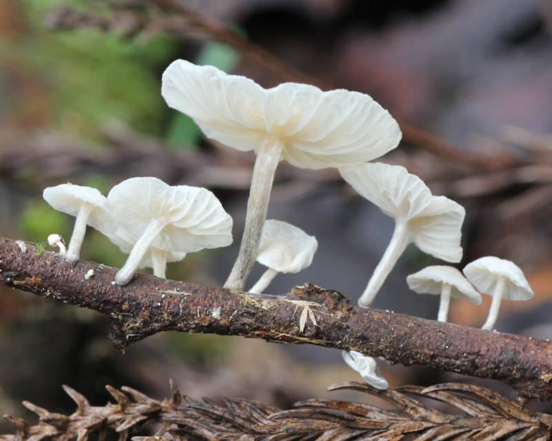 �V���z�E���C�^�P