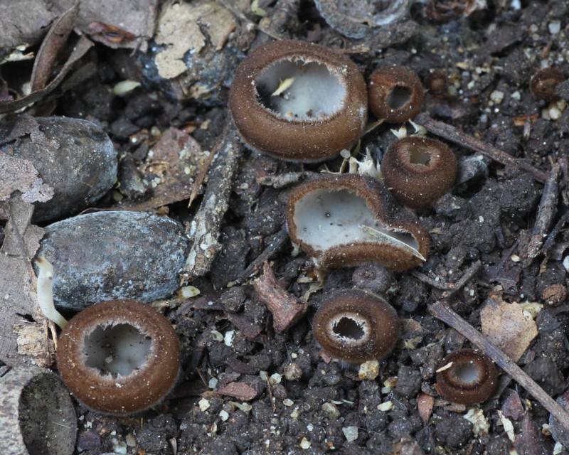 �V���X�Y���m����