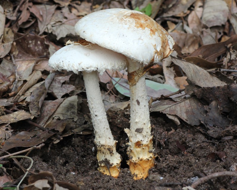 �V���e���O�^�P