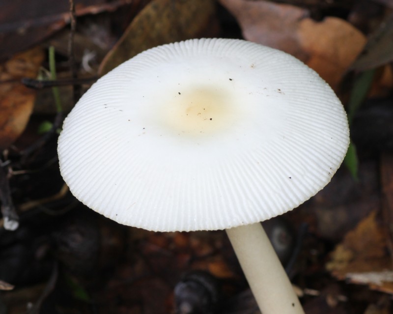 �V���c���^�P