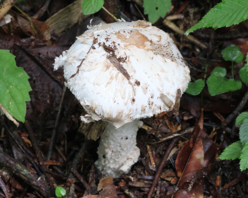 �V���E���R�c���^�P