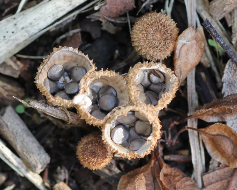 �X�W�`���_�C�S�P