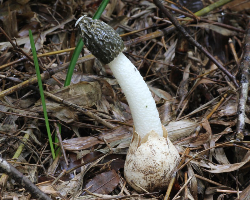 �X�b�|���^�P