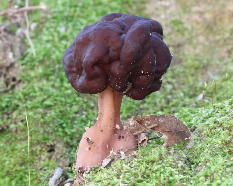 �V���O�}�A�~�K�T�^�P