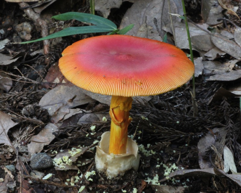 �^�}�S�^�P