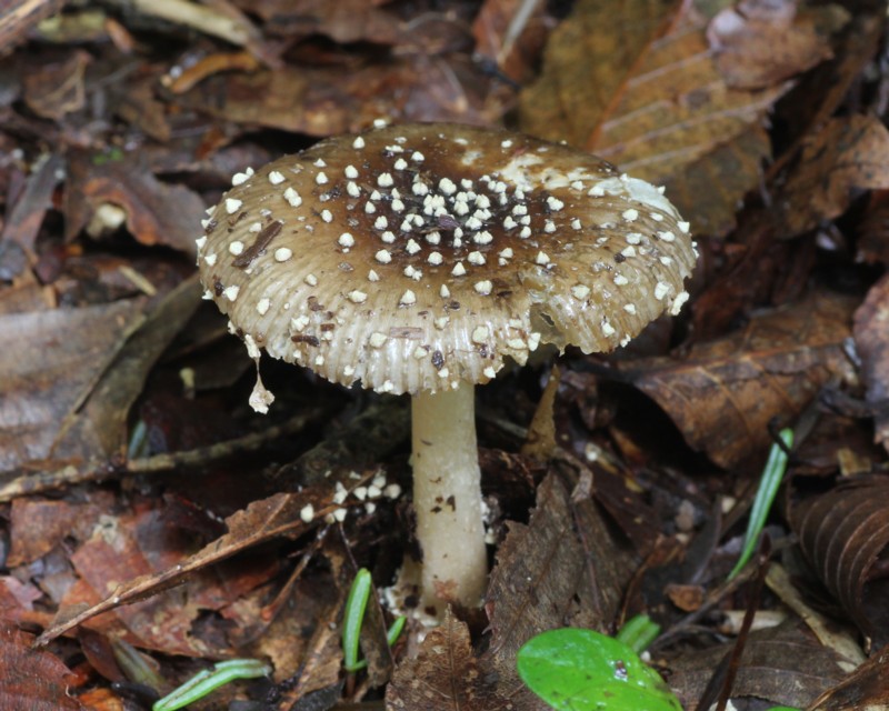 �e���O�^�P�_�}�V