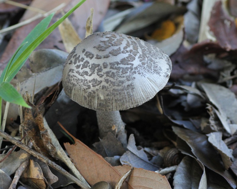 �e���O�c���^�P