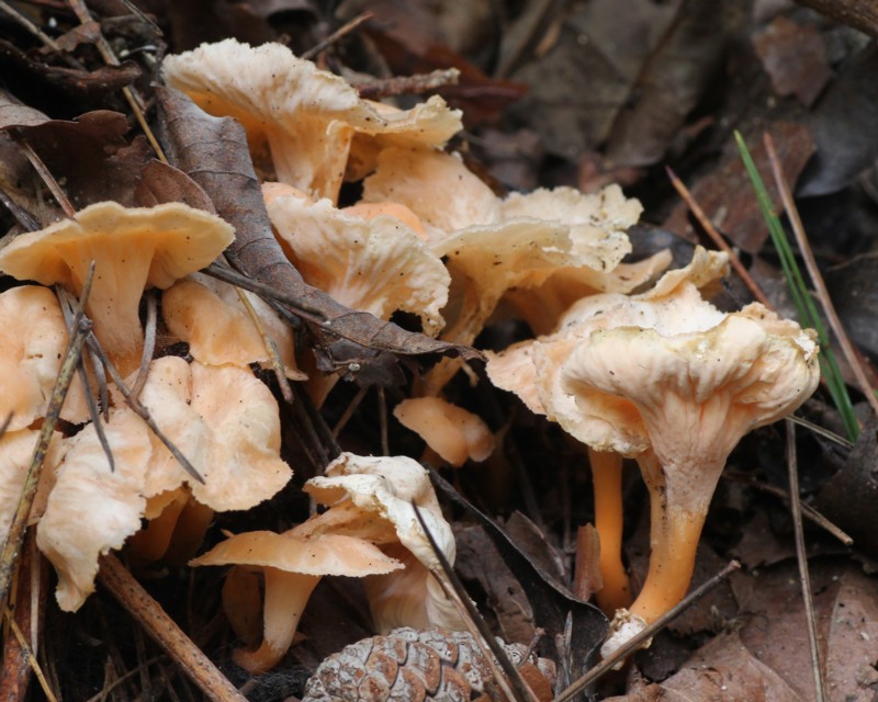 �g�L�C�����b�p�^�P