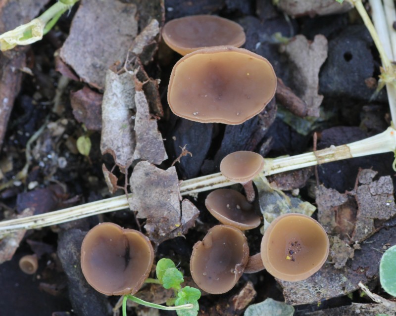 �c�o�L�L���J�N�`�������^�P