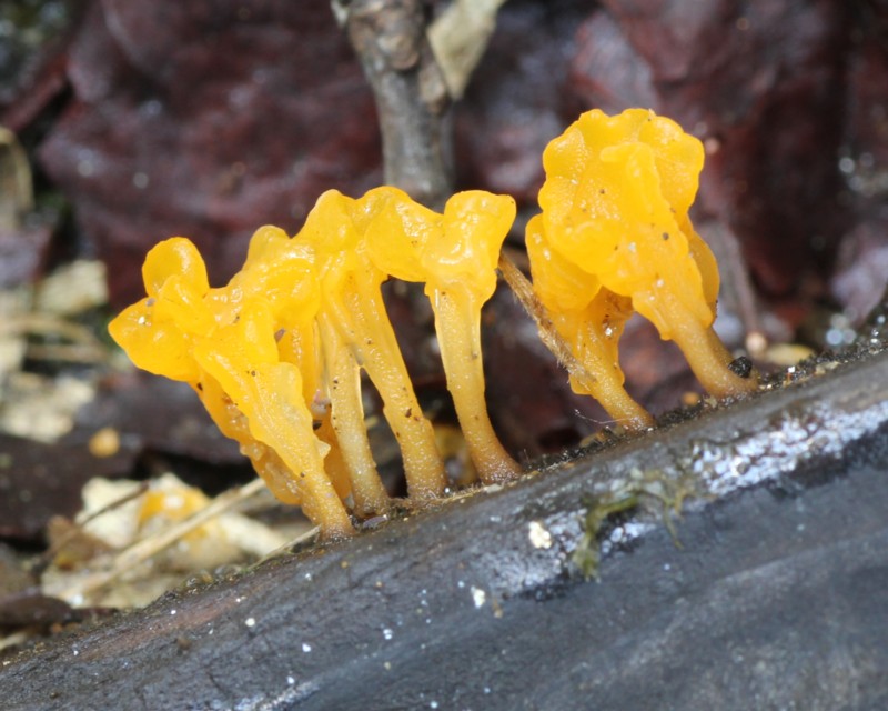 �c�m�}�^�^�P