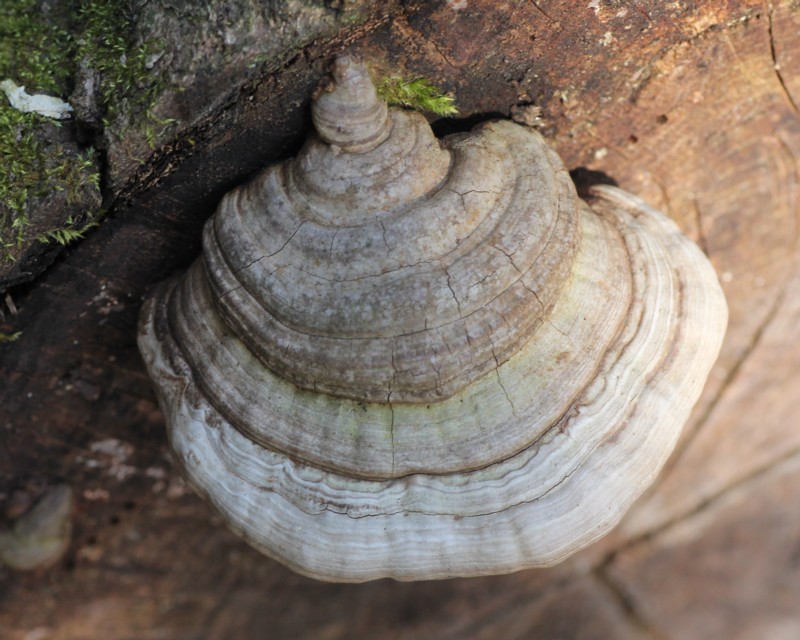 �c���K�l�^�P