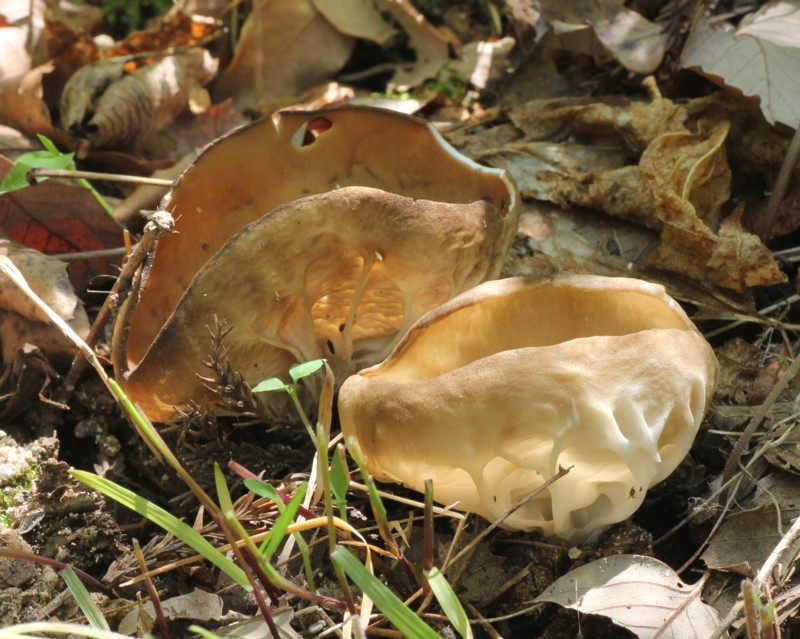 �E���X�W�`�������^�P