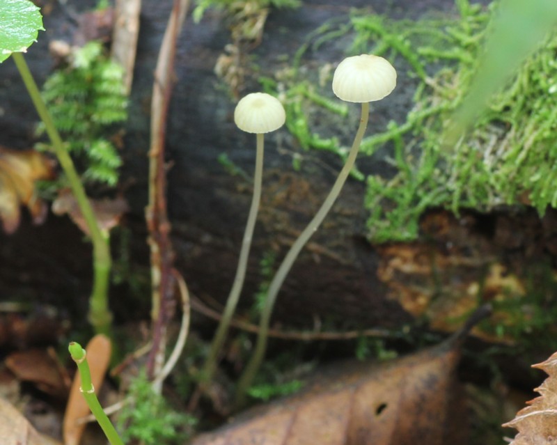 �E�X�L�u�i�m�~�^�P