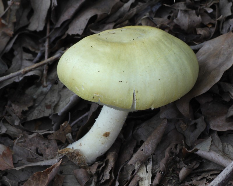 �E�X�L�����m�J�T