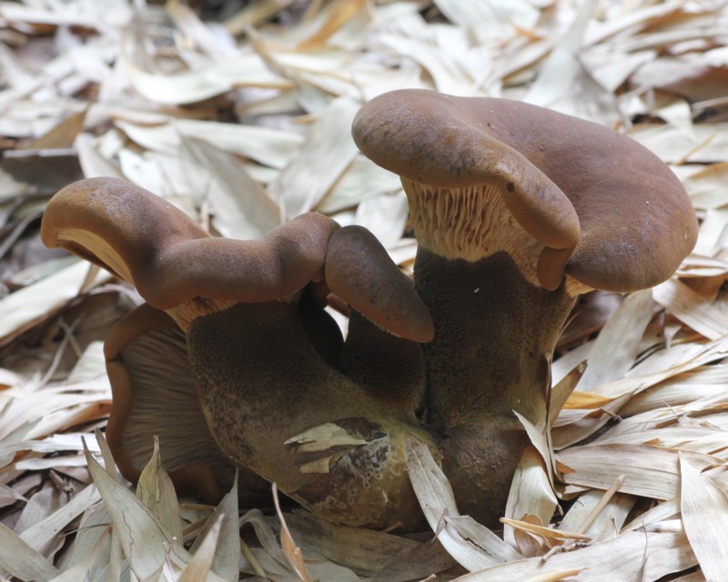 ���u�j���^�P