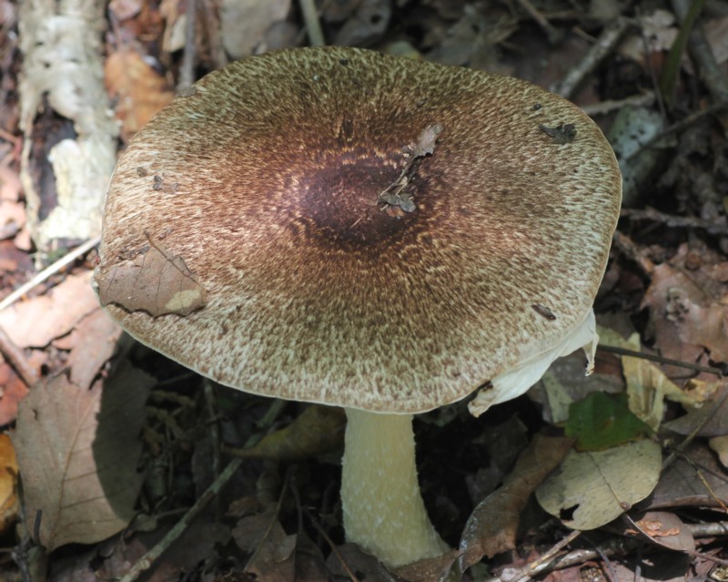 �U���G�m�n���^�P