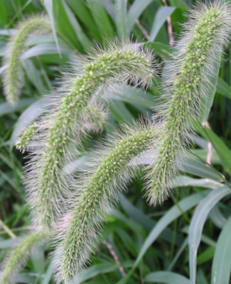 �H�̋����