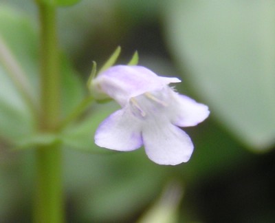 �A�����J�ȍ�