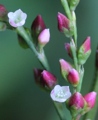 �{���g�N�^�f