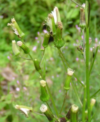 �i���A���e