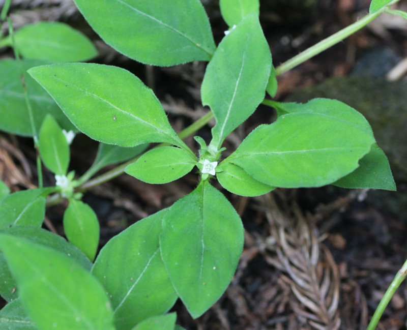 �n�V�J�O�T