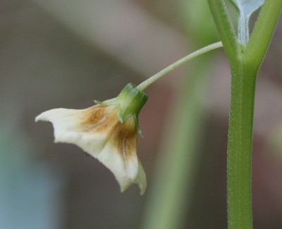 �L�t����_��